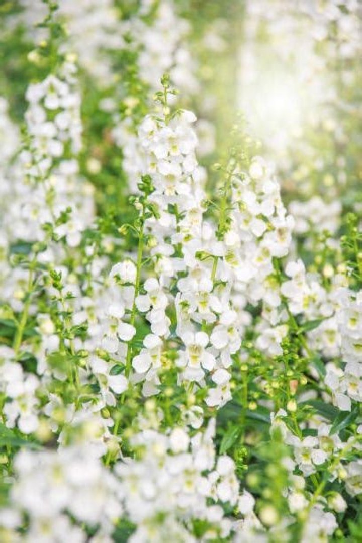 20 Best White Flowers for Your Garden