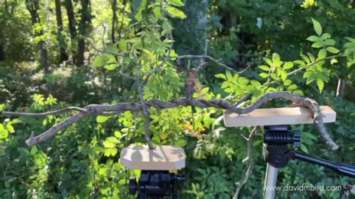 Building Becorns, woodland creatures created from nature