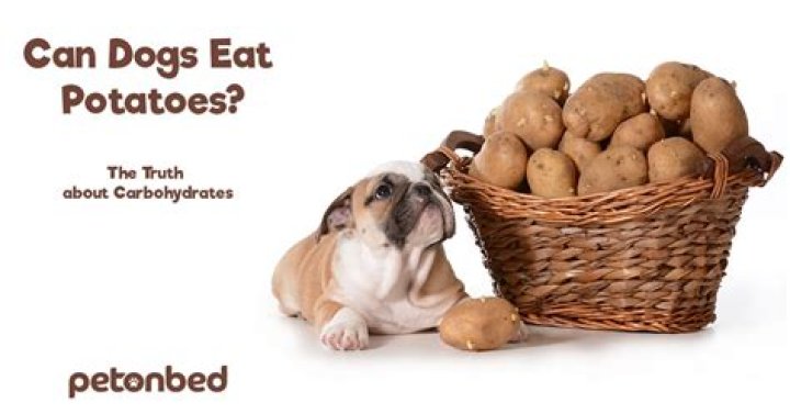 Can Dogs Eat Potatoes? - Are Potatoes Good or Bad for Dogs to Have?