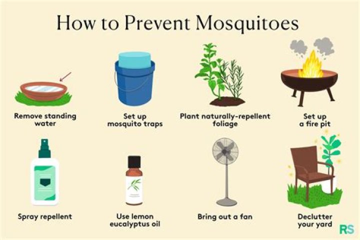 How to Get Rid of Mosquitoes