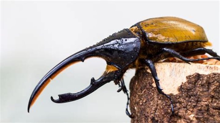 Life Cycle of a Hercules Beetle