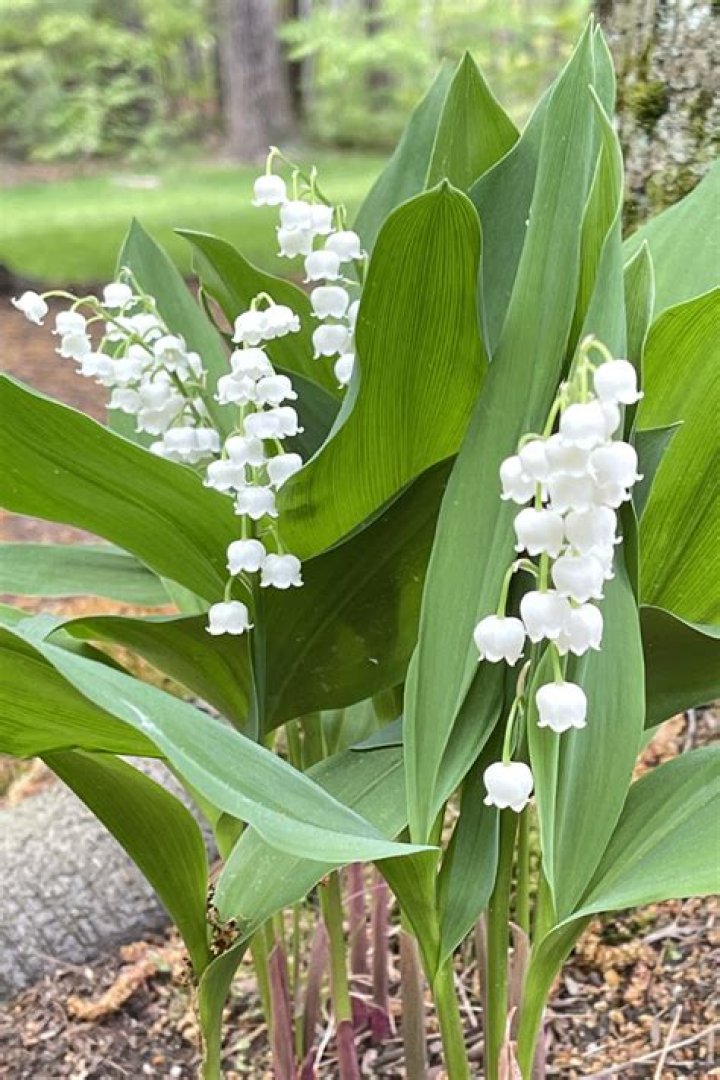 Lily of the Valley Meaning, Symbolism and Connection to the Queen
