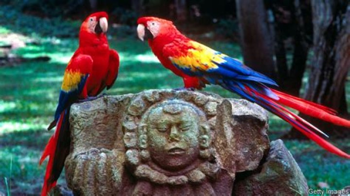 Protecting Honduras’s national bird
