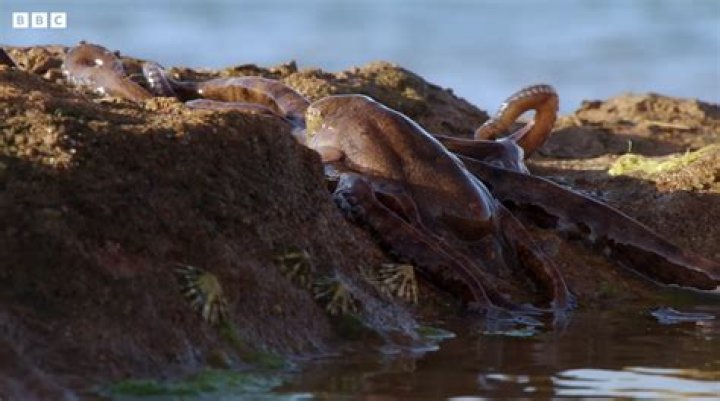 The Abdopus Octopus walks across dry land to hunt for crabs